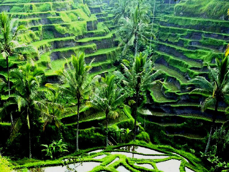 bali ubud